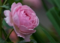 Rosa - Kölner Flora.01